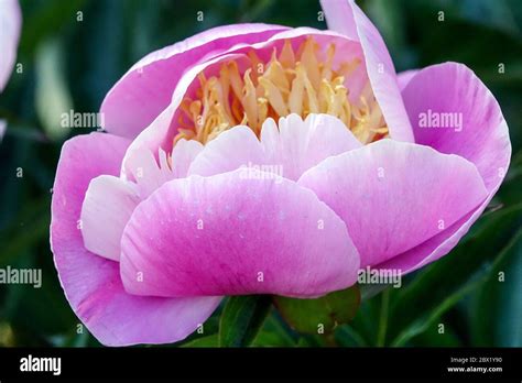 Light Pink Peonies Hi Res Stock Photography And Images Alamy