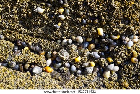 Whelks Barnacles Limpets Near Saundersfoot Stock Photo 1537711433