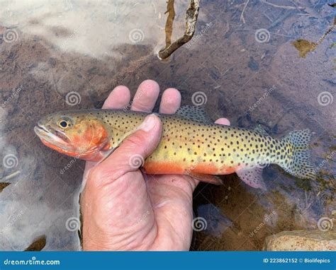 Colorado River Cutthroat Trout Oncorhynchus Clarkii Stock Photo