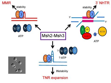 Understanding The Mechanisms Of Dna Mismatch Repair Experiential