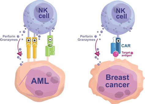 Glycostem Launches Pivotal Oncology Trial With Evolved Naked Natural