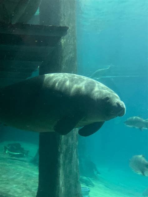 Evolution of Sirenians: Manatee and the Dugong Evolution - NYK Daily