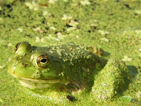 Frog Tympanic Membrane Stock Photos - Free & Royalty-Free Stock Photos ...