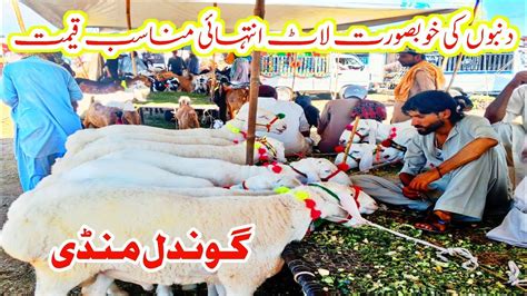 Turkey Dumba Latest Price On Gondal Mandi Gondal Bakra Mandi Latest