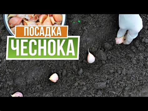 Как посадить чеснок осенью Сажаем озимый чеснок - YouTube