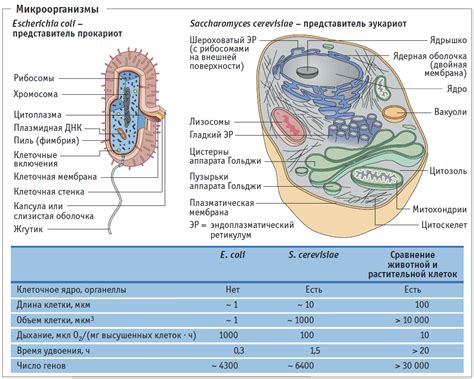 Основы микробиологии. Микроорганизмы