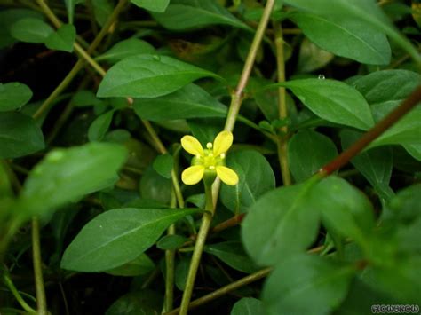 Ludwigia Repens × Arcuata Flowgrow Aquatic Plant Database