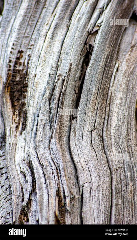 Curved Tree Bark Stock Photo Alamy