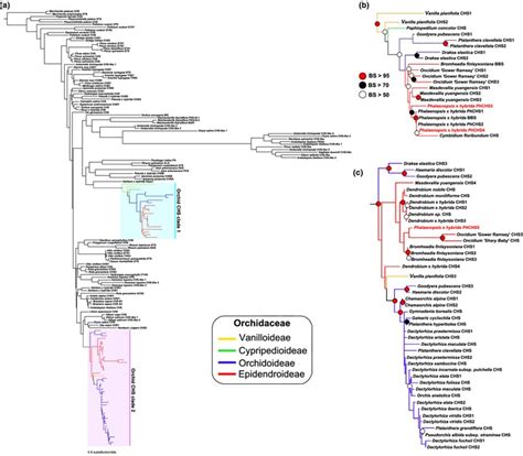 Phylogenetic Analysis Of Chalcone Synthase Chs And Related Type Iii