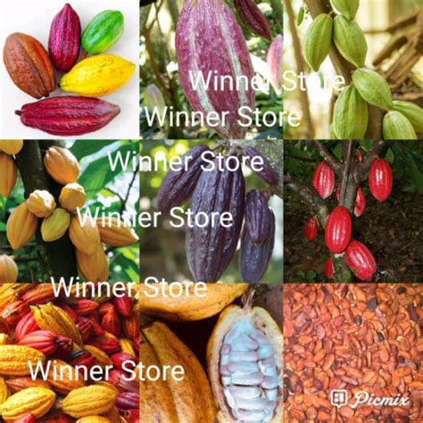 Jual 1 Butir Biji Benih Theobroma Cacao Cocoa Bean Beans Kakao