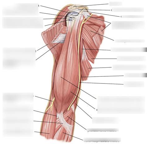 Upper Extremity Muscles Diagram Quizlet