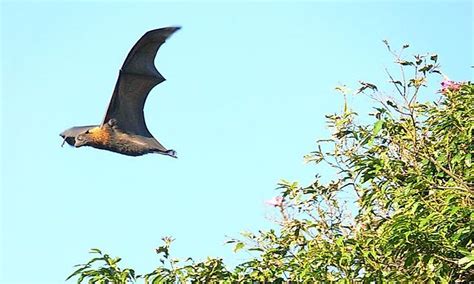 Flying And Gliding Mammals From Around The World