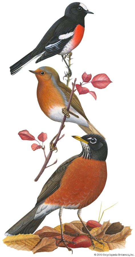 Robin Migration Diet And Habitat Britannica