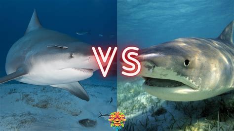 Bull Shark Vs Tiger Shark Who Will Win The Fight Youtube