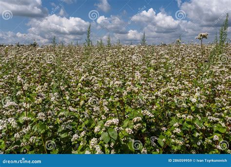 Field Of White Buckwheat Flowers Stock Image Image Of Cultivated