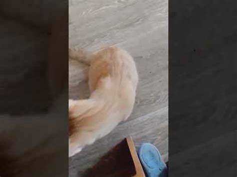 #котик #cat #котсемен #кошкт - YouTube