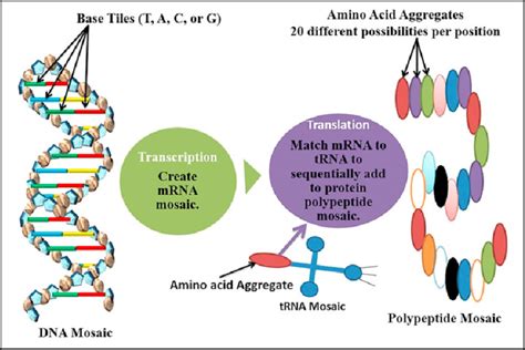 Protein Synthesis Steps Diagram