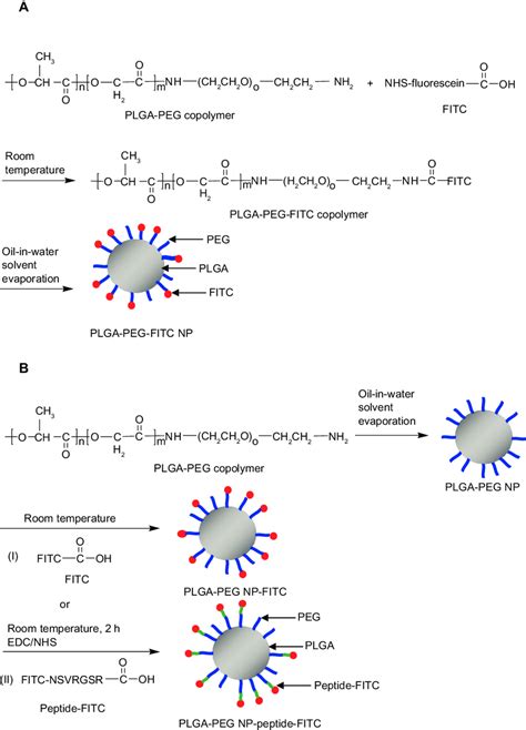 Scheme Synthesis Of A Plga Peg Fitc And B Plga Peg Np Fitc Or