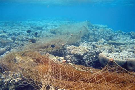 7 Dangers Of ‘ghost Gear On Marine Life