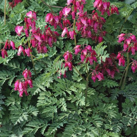 Fern Leaf Bleeding Heart