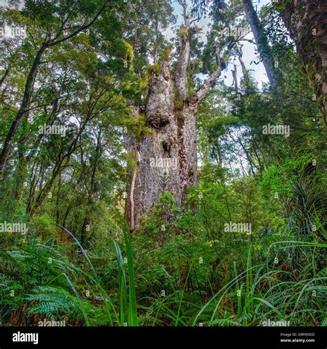 Te Matua Ngahere Father Of The Forest Is A Giant Kauri Agathis