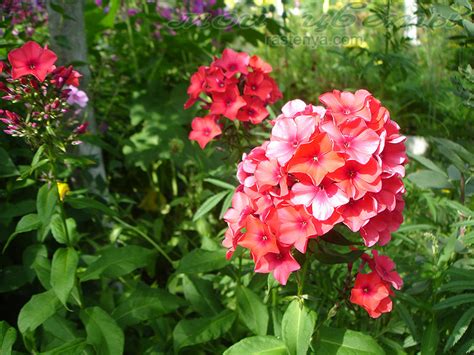 Флокс метельчатый Ориндж Перфекшн - Phlox paniculata Orange Perfection ...