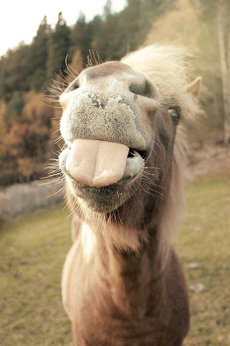 8 HORSE LIPS ideas | horses, animals, smiling animals