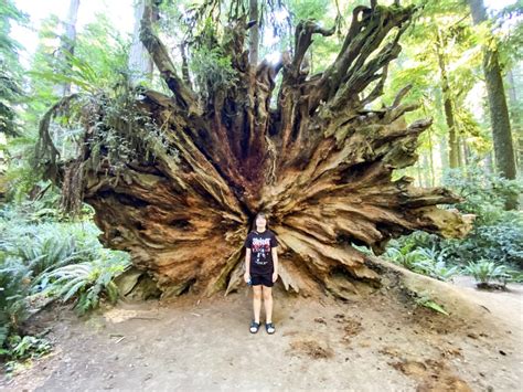 Jedediah Smith Redwoods State Park: A Stop in the Redwoods – Love ...