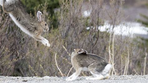 Rabbit Mating Courtship Youtube