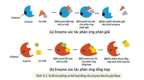 Khái niệm cấu trúc và cơ chế hoạt động của enzyme