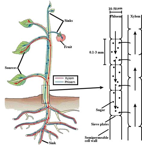 Explain The Process Of Translocation Of Food Materials In Plants