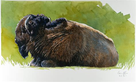 Bison Watercolor 2021 The Art Of Aaron Blaise