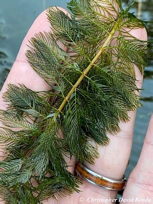 Myriophyllum spicatum | Illinois Botanizer