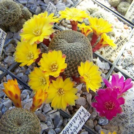 Sulcorebutia heliosoides 800 kaktusy Tatry Spiš