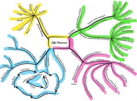 Cbse Class 10 Chapter 5 Science 2023 Mind Map Life Processes Mind Map For Superfast And