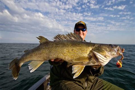 Top 8 Lakes For Minnesota Walleye Opener AnglingBuzz