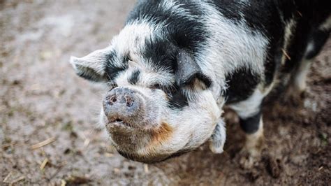 Unterschied Zwischen Stroh Und Heu Farmticker Ch