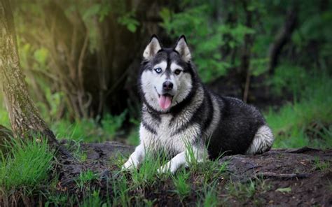 Siberian Husky Wallpapers K X Wallpaper Teahub Io