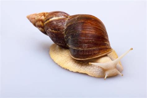 Giant African Snail Achatina On White Background Achatina Snail Close