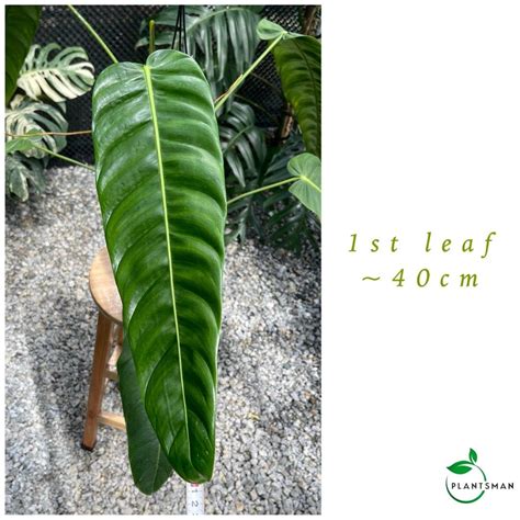 Philodendron Patriciae Xxl Furniture Home Living Gardening