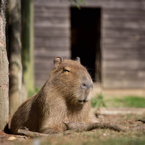 Create Meme Capybaras Rodent Capybara Angry Capybara Pictures