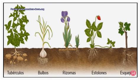 Que Es Multiplicacion Vegetativa En Biologia ROLLA