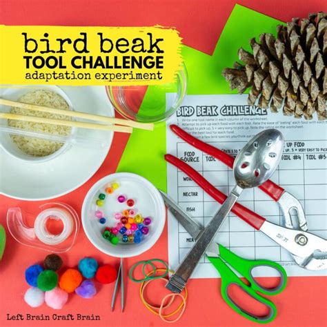 Bird Beak Tool Challenge Adaptation Experiment Left Brain Craft Brain