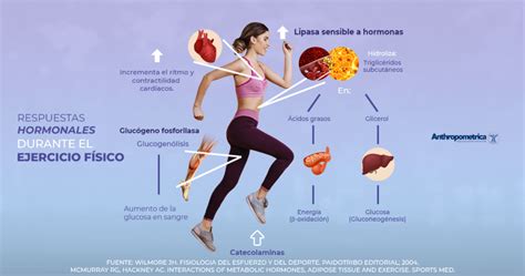 Respuestas Hormonales Durante La Práctica Del Ejercicio Físico