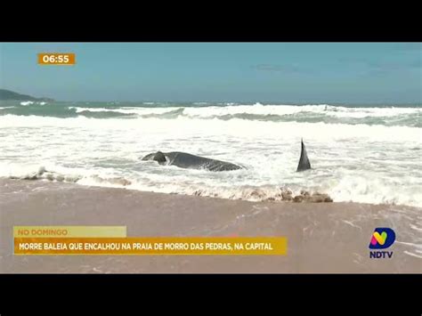 Morre Baleia Que Encalhou Na Praia De Morro Das Pedras Em