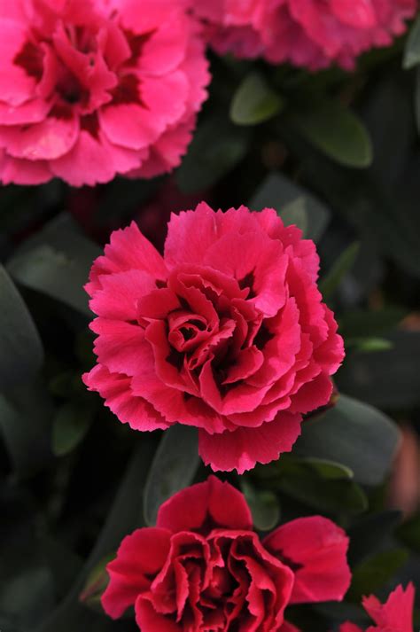 Expert Gardener Outdoor Live Plant Dianthus Super Trouper Pan Qt