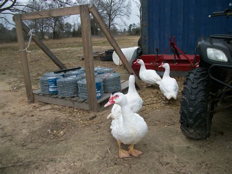 How To Sex Muscovy Ducks Backyard Chickens Learn How To Raise Chickens