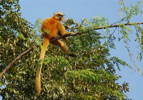 Golden Langur Monkey Primate Gee S Free Photo On Pixabay Pixabay