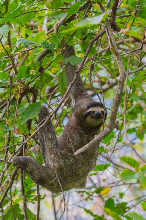 Young 3 Toed Sloth In Its Natural Habitat. Amazon River, Peru Stock ...