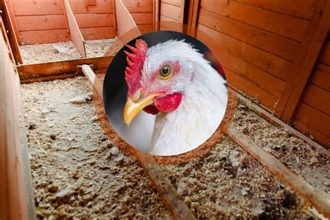 Pourquoi Utiliser Du Fumier De Poule Comme Engrais Pour Votre Jardin